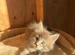 Marcy - Maine Coon Kitten For Sale - Montgomery&comma; MA&comma; US