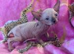 Fall kittens - Sphynx Kitten For Sale - Rockledge&comma; FL&comma; US