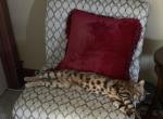 Sher - Bengal Cat For Sale - Puyallup&comma; WA&comma; US