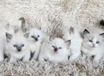 Pure breed RAGDOLL KITTENS - Ragdoll Kitten For Sale - WA&comma; US