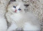 Ragdoll kittens both parents TICA registered - Ragdoll Kitten For Sale - WA&comma; US