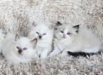 TICA REGISTERED Snowball female Ragdoll - Ragdoll Kitten For Sale - WA&comma; US