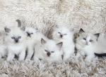TICA REGISTERED Bicolor female Ragdoll - Ragdoll Kitten For Sale - WA&comma; US