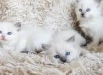 Ragdolls - Ragdoll Kitten For Sale - WA&comma; US