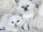 TICA REGISTERED female Ragdoll - Ragdoll Kitten For Sale - WA&comma; US