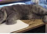 Scottish fold Manx munckin British hair mix - Scottish Fold Kitten For Sale - Cushing&comma; TX&comma; US