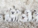 Ragdolls - Ragdoll Kitten For Sale - WA&comma; US