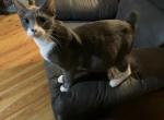 Manx Scottish fold British hair munckin - Manx Kitten For Sale - Cushing&comma; TX&comma; US