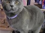 Munckin Scottish fold British hair Manx mix - Munchkin Kitten For Sale - Cushing&comma; TX&comma; US
