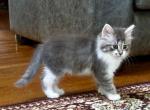 Bunny - Maine Coon Kitten For Sale - GA&comma; US