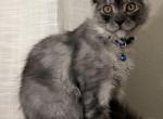 Maleificent Wolverine - Maine Coon Kitten For Sale - Melissa&comma; TX&comma; US