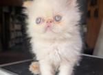 red point male - Persian Kitten For Sale - 
