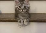 Silver tabby male - Maine Coon Kitten For Sale - Chapel Hill&comma; NC&comma; US