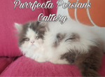 Cfa chocolate female persian kitten - Persian Kitten For Sale - Woodburn&comma; IN&comma; US