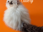 Cfa chocolate van male persian kitten - Persian Kitten For Sale - Woodburn&comma; IN&comma; US