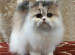 CFA Dilute Calico - Persian Kitten For Sale - Joshua&comma; TX&comma; US