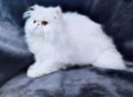 White Male Persian - Persian Cat For Sale - Greenwood&comma; SC&comma; US