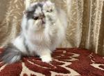Biscuit - Persian Cat For Sale - 