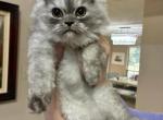 Friend Girl new babies - Persian Kitten For Sale - Benbrook&comma; TX&comma; US