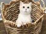 KC - British Shorthair Kitten For Sale - 