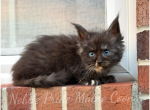 Blue Eye and Polydactyl Domino - Maine Coon Kitten For Sale - 