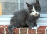 Blue Eyed Skye - Maine Coon Kitten For Sale - Waynesboro&comma; PA&comma; US