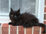 Polydactyl Raven - Maine Coon Kitten For Sale - 