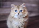Hloya - British Shorthair Kitten For Sale - 