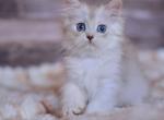Harley - British Shorthair Kitten For Sale - 