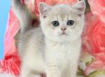 Tair - British Shorthair Kitten For Sale - 