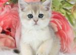 Tosha - British Shorthair Kitten For Sale - 
