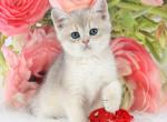 Timi - British Shorthair Kitten For Sale - Brooklyn&comma; NY&comma; US