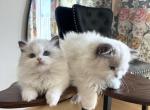 Ivy - Ragdoll Kitten For Sale - 
