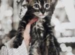Indica charcoal bengal female kitten for sale - Bengal Kitten For Sale - 