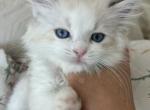 Jelly - Ragdoll Kitten For Sale - 