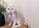 B080 - British Shorthair Cat For Sale - Los Angeles&comma; CA&comma; US