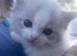 Kiwi - Ragdoll Kitten For Sale - 