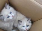Luna - Ragdoll Kitten For Sale - San Jose&comma; CA&comma; US