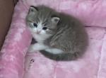 TOBY TIGER - Ragdoll Kitten For Sale - Brookings&comma; OR&comma; US