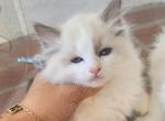 Mochi - Ragdoll Kitten For Sale - San Jose&comma; CA&comma; US