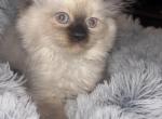 Ragdoll babies - Ragdoll Kitten For Sale - Walnut Creek&comma; CA&comma; US