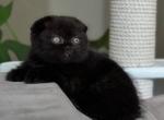 Kamilla - Scottish Fold Kitten For Sale - Brooklyn&comma; NY&comma; US
