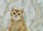 Moris - British Shorthair Kitten For Sale - Brooklyn&comma; NY&comma; US