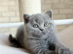 Nolan - British Shorthair Kitten For Sale - Brooklyn&comma; NY&comma; US