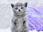Leo - Scottish Straight Kitten For Sale - Brooklyn&comma; NY&comma; US
