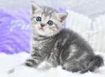 Lily - Scottish Straight Kitten For Sale - Brooklyn&comma; NY&comma; US