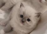 Holly - Ragdoll Kitten For Sale - San Jose&comma; CA&comma; US