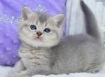 Kokos - British Shorthair Kitten For Sale - Brooklyn&comma; NY&comma; US