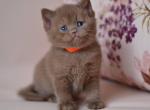 Jady - British Shorthair Kitten For Sale - Brooklyn&comma; NY&comma; US