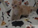 Zeldas littles - Maine Coon Kitten For Sale - Ellenton&comma; FL&comma; US